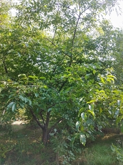 Prunus serotina