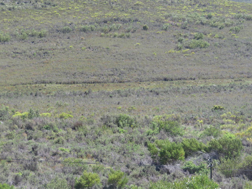 Grey Rhebok