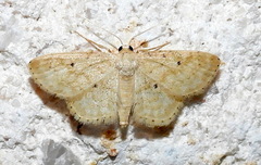 Scopula compensata