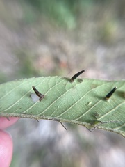 Caryomyia subulata