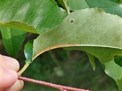 Prunus serotina