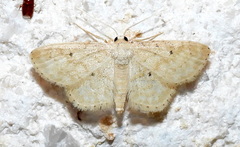 Scopula compensata