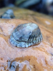 Siphonaria lessonii