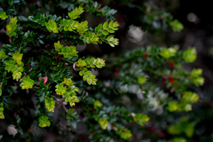 Metrosideros stipularis