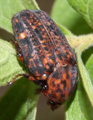 Porphyronota
