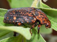 Porphyronota