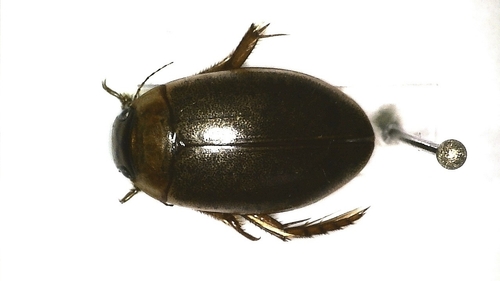 Rhantus suturellus