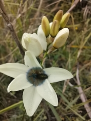 Ixia abbreviata