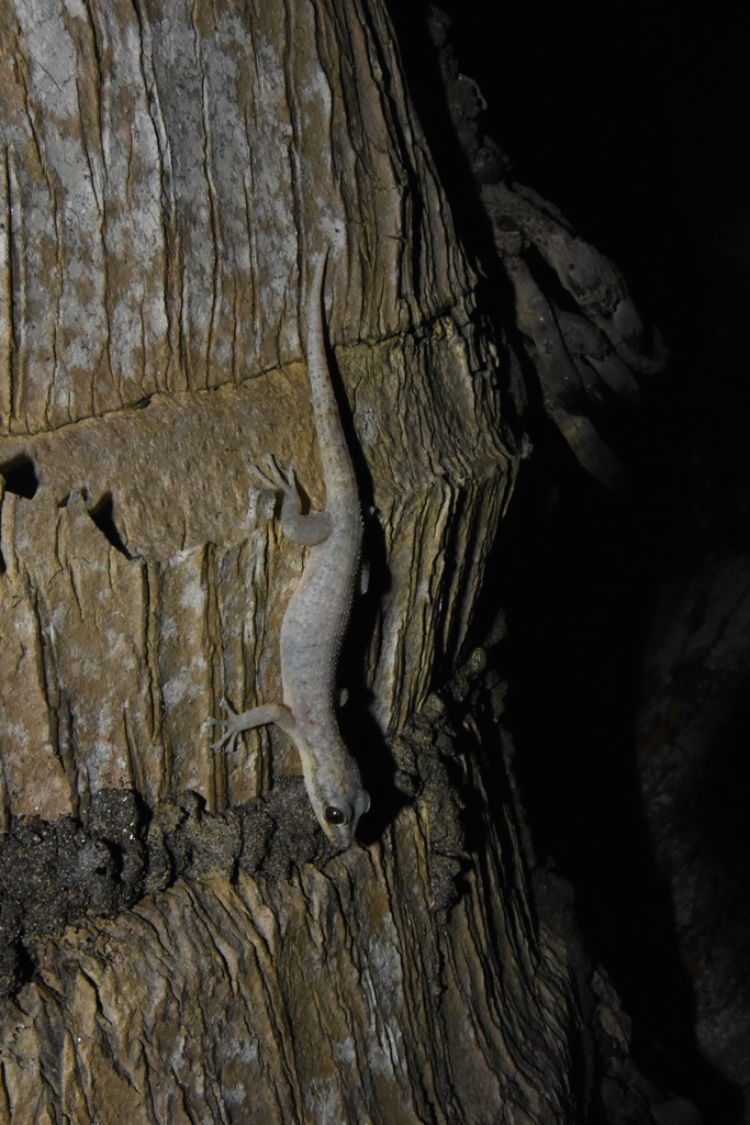 Belize Leaf-Toed Gecko
