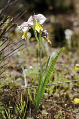 Gladiolus watermeyeri