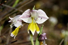 Gladiolus watermeyeri