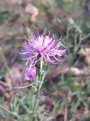 Centaurea stoebe