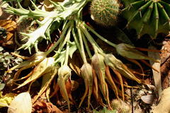 Ceropegia lutea subsp. lutea image