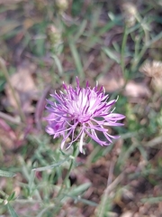 Centaurea stoebe