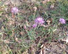 Centaurea stoebe