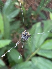 Gasteracantha cancriformis