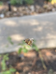 Gasteracantha cancriformis