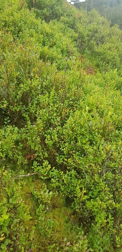 Image of Five-ranked Bogmoss by (c) Helen Waterman, some rights reserved (CC BY)