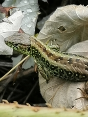 Lacerta agilis