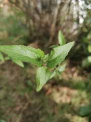 Leptocarpha rivularis