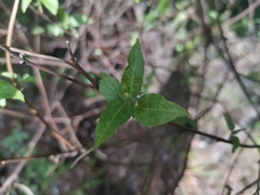 Leptocarpha rivularis