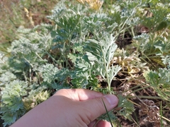 Artemisia absinthium