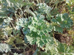 Artemisia absinthium