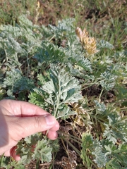 Artemisia absinthium