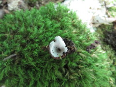 Hypomyces stephanomatis