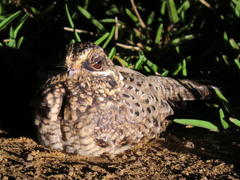Caprimulgus natalensis natalensis