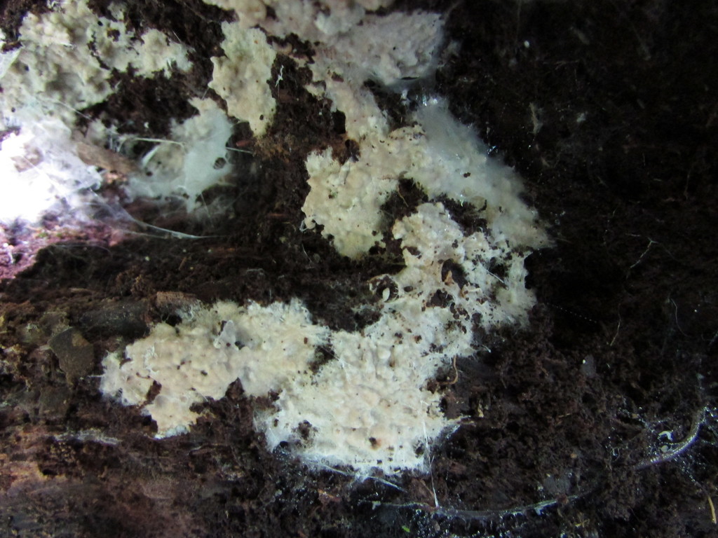 Asterostroma andinum