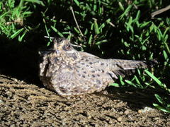 Caprimulgus natalensis natalensis