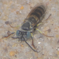 Bembicina