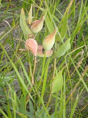 Asclepias ovalifolia