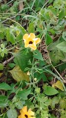 Thunbergia alata
