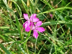 Dianthus deltoides