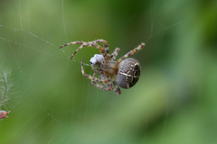 Araneus diadematus