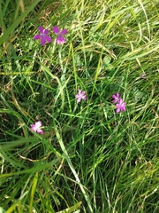 Dianthus deltoides