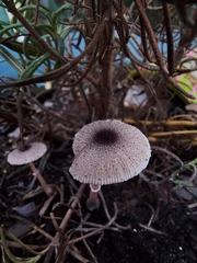 Leucocoprinus brebissonii