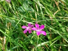 Dianthus deltoides