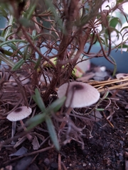 Leucocoprinus brebissonii