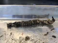 Diopatra cuprea