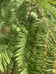 Taxodium distichum