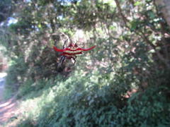 Gasteracantha milvoides