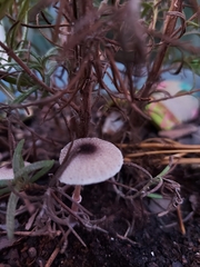 Leucocoprinus brebissonii