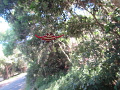 Gasteracantha milvoides