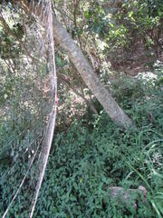 Gasteracantha milvoides