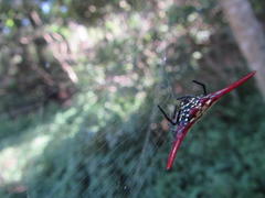 Gasteracantha milvoides
