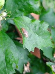 Ectobiinae