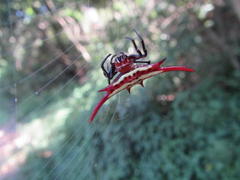 Gasteracantha milvoides